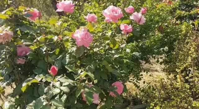 Коттедж Amalthia