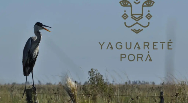 Yaguareté Porá
