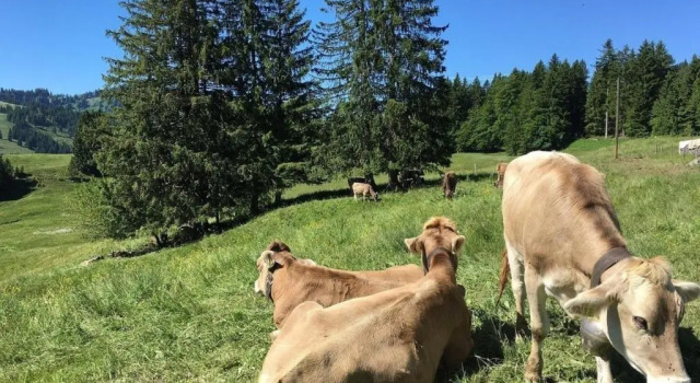 Апартаменты Appartement Nr 19, Alpenappartementhaus, Oberstaufen-Steibis, Allgäu