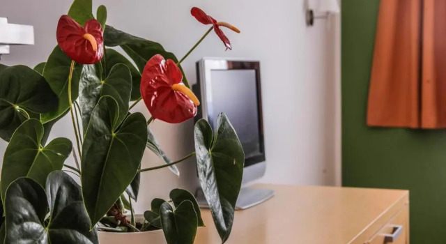 Номер Standard Hotel Veter
