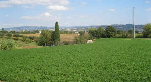 Номер Standard Agriturismo Consalvi