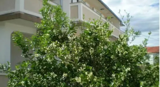Apartments Villa Jagoda, Prenota Appartamento Hotel a Isole Quarnerine con parcheggio, Parcheggio