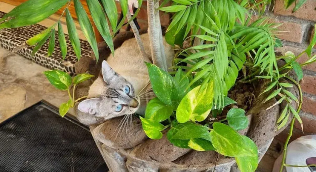 Коттедж Linda Propiedad de 5 Habitaciones
