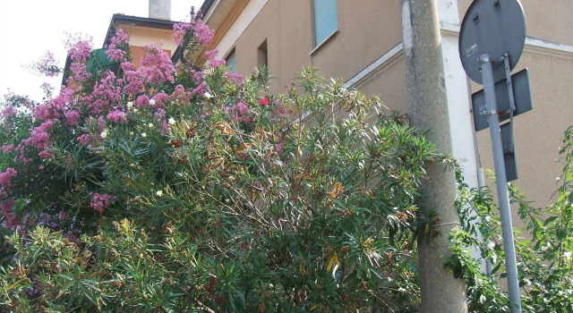 B&B Accorsi