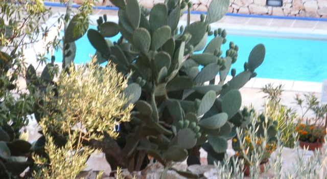 TrulloBianco di Elisabetta, Book Villa Villaer i Valle d'Itria, Villa