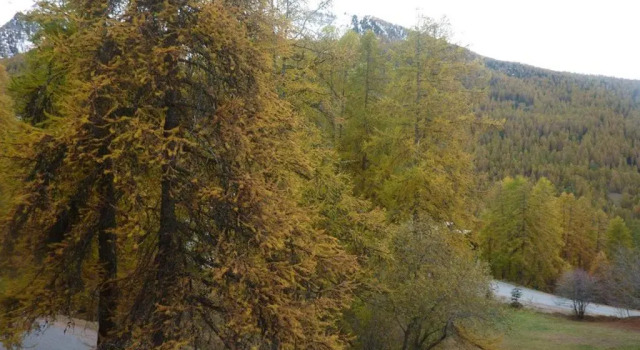 Studio Les Orres, 1 pièce, 4 personnes - FR-1-322-339