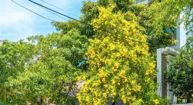 ZEN Villa Garden in Thao Dien Ho Chi Minh, Забронировать Вилла Виллы Хошимина, Вилла