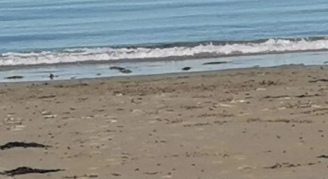 Шале Snowdonia Sunbeach Holiday Sea and Mountain View