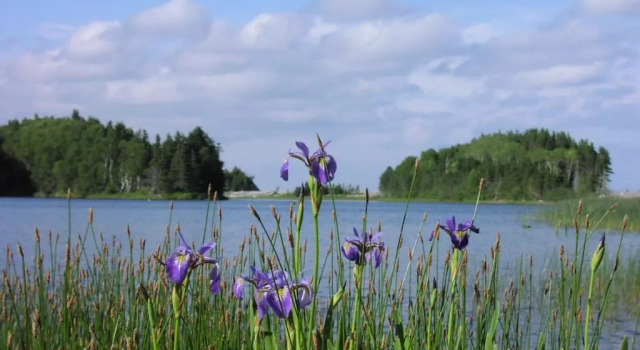 Breton Cove Farmhouse, Buchen Sie Hotel Indian Brook 