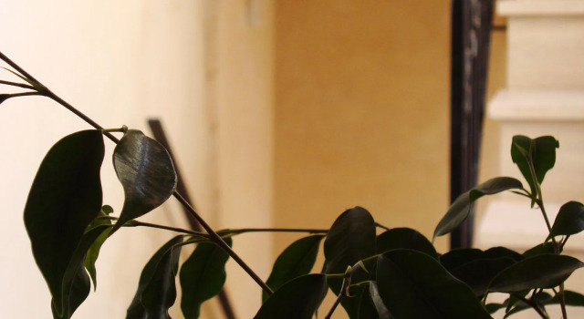Il Rosone