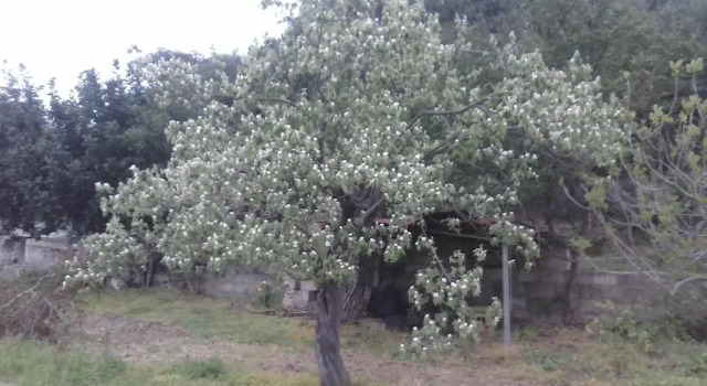 Agriturismo "PIRASTRERI"