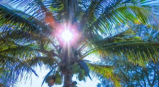 Doppel Suite 1 Schlafzimmer am Strand Casey Key Resorts - Beachfront