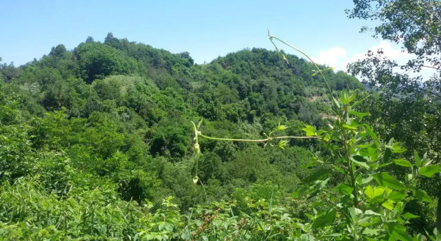 La Collina dei Passeri, Varaa Hotelli Pocapaglia Langhe