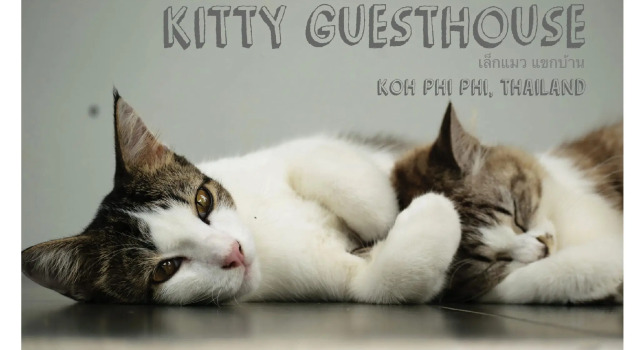 Номер Standard Kitty Guesthouse