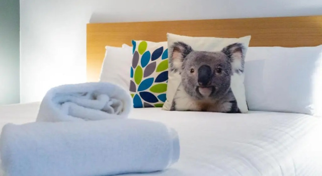 Студия Port Stephens Koala Sanctuary