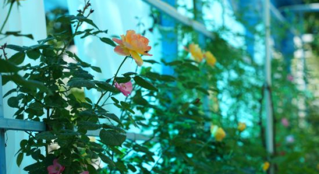 Yilan• Central Asia-Europe-Africa Ring Youth Hostel, Book Hostel Cheap Hotels in Xinjiang