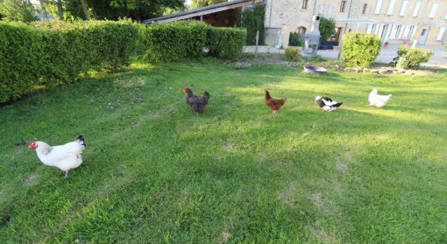 Номер Standard La ferme aux chats