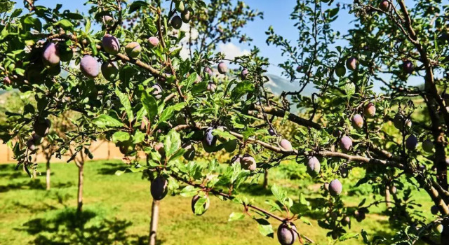 Коттедж Household Nikolic - Andrijevica, Montenegro