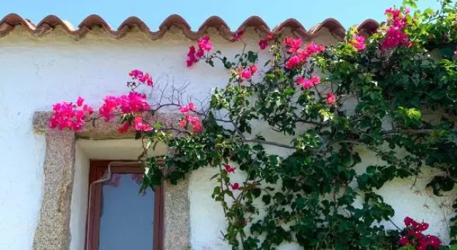 Susy house, Book Hotel Baja Sardinia Emerald Coast