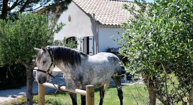 Апартаменты с 2 комнатами Mas Trinita Gîte équestre en Camargue