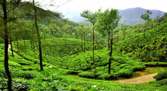BlueMoon Homestay - Near to falls & Trekking, Rezerwuj Hotel Mudigere Bangalore