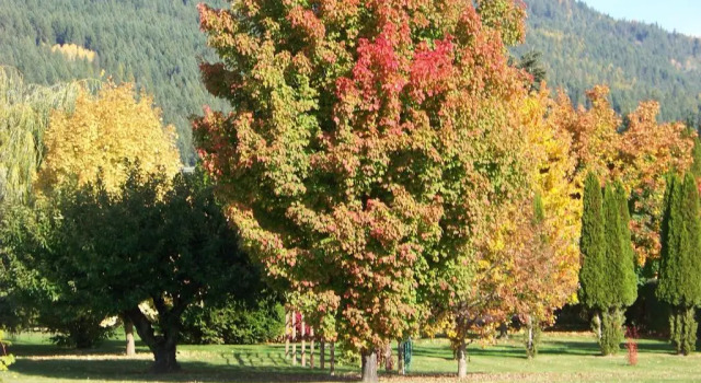 Семейный номер Standard Bavarian Orchard Motel