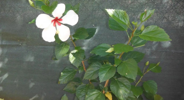 Studio Hibiscus Le Kayela, Prenota Appartamento Saint-François Grande-Terre