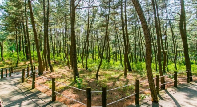 Samcheok Bada Sonamu Pension, Boek Pension Hotels in Gangwon-Do met parkeren, Parkeren