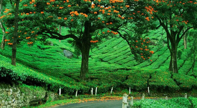 Grand Plaza Munnar
