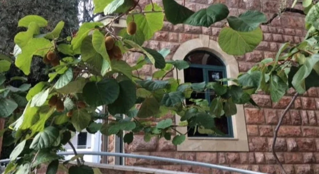 Levantin Inn 12 Room N12, Rezerwuj Apartament Sveti Stefan 