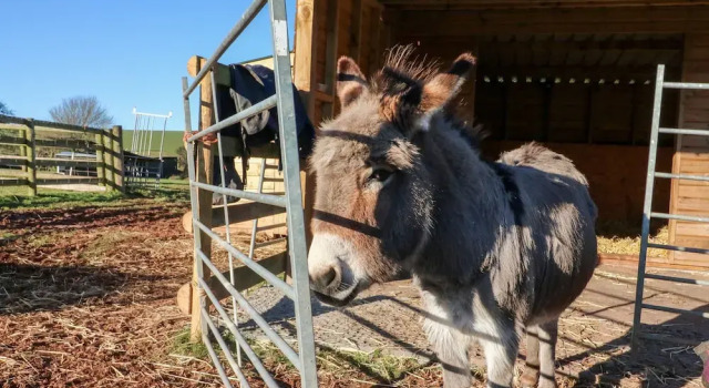 Коттедж Langdale Lodge