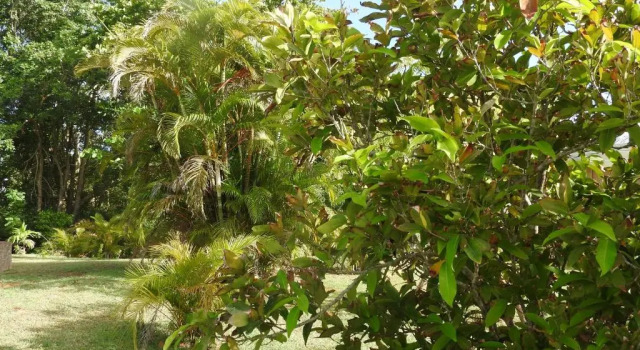 Коттедж Kreyol Eden Cottage