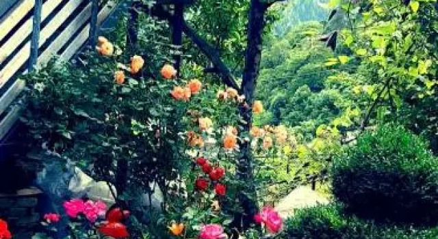 Gogias tsikhe, Rezerwuj Apartament Borjomi Samckhe Javakheti