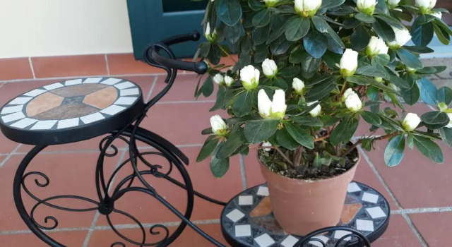 Коттедж Villa Monica