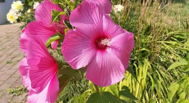 Apartma Silvia