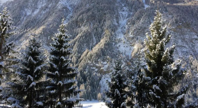 Апартаменты Berghaus Glockner, App. Niedermeyer