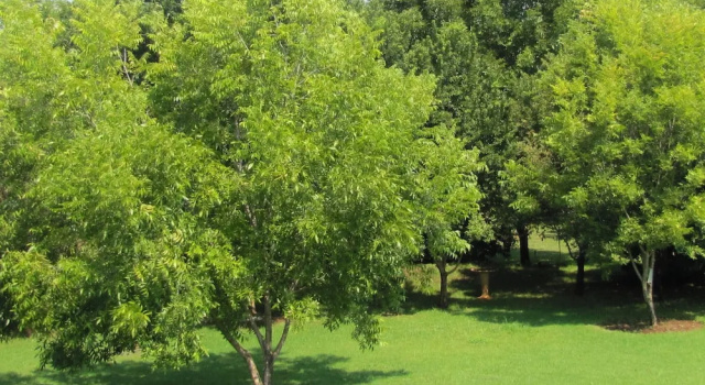 Conforto Casal quarto 1 quarto Millstream Inn Guesthouse