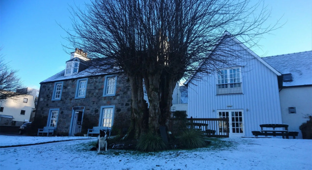 The Lime Tree
