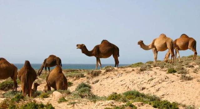 Sandycamps, Prenota Hotel Hotel a Souss-Massa-Draa con piscina, Piscina