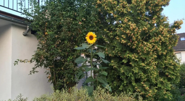 Апартаменты Ferienhaus Sonnenblume