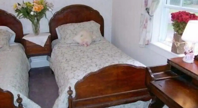 Номер Classic Antique Slumber Old Town Bed & Breakfast