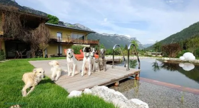Apartment Steinplatte Waidring Kitzbüheler Alpen, Rezervasyon Daire Pillerseetal havuzlu oteller, Yüzme Havuzu