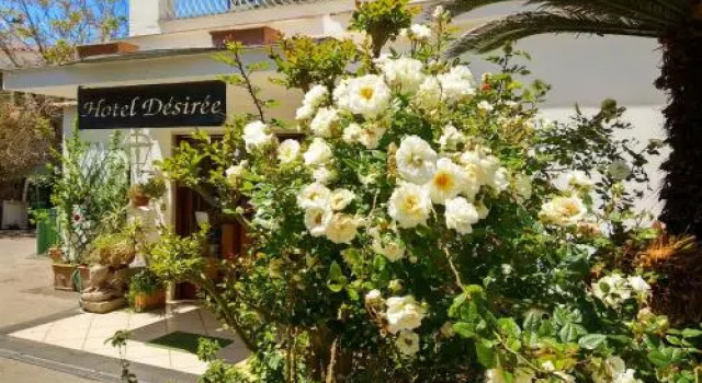 Hotel Desiree