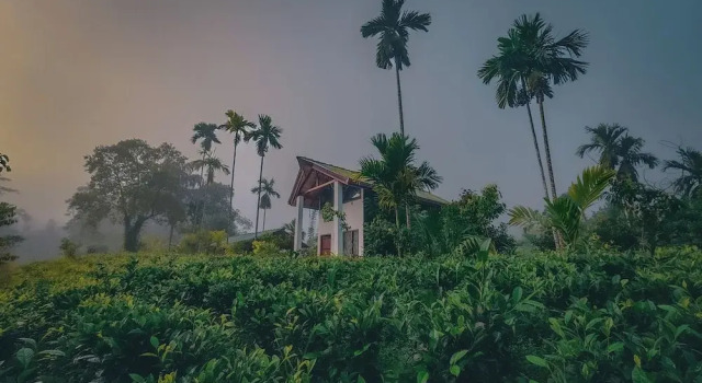 Rain Forest Vibe Sinharaja
