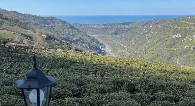 Kalivi Suit Bungalov