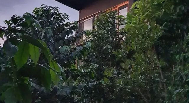 Номер Standard Hotel La Palma y El Tucán - Café y Naturaleza