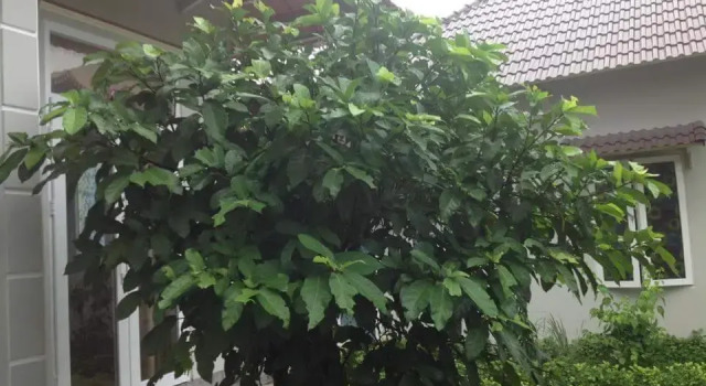 Апартаменты Manh Duyen Garden Homestay