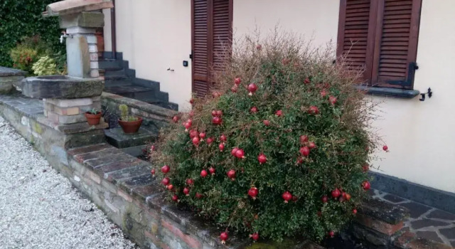 Номер Superior Agriturismo Il Melo