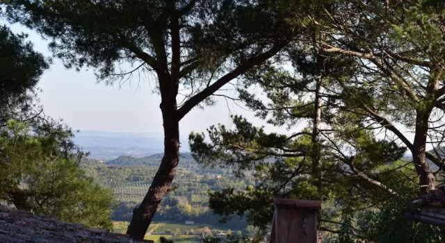 Il Buonumore