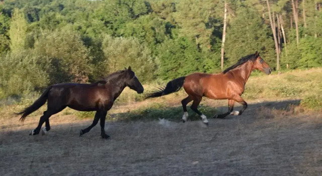 Номер Standard MAISON dHôtes AFRIKA du QUEYROUX , petit gite en campagne, animaux non acceptés